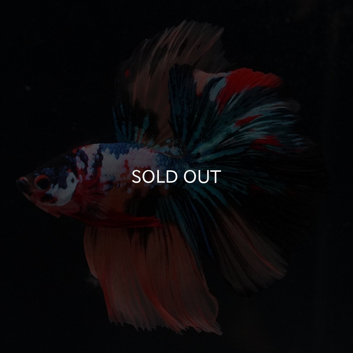 画像14: HM　キャンディギャラクシー (14)