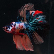 画像14: HM　キャンディギャラクシー (14)