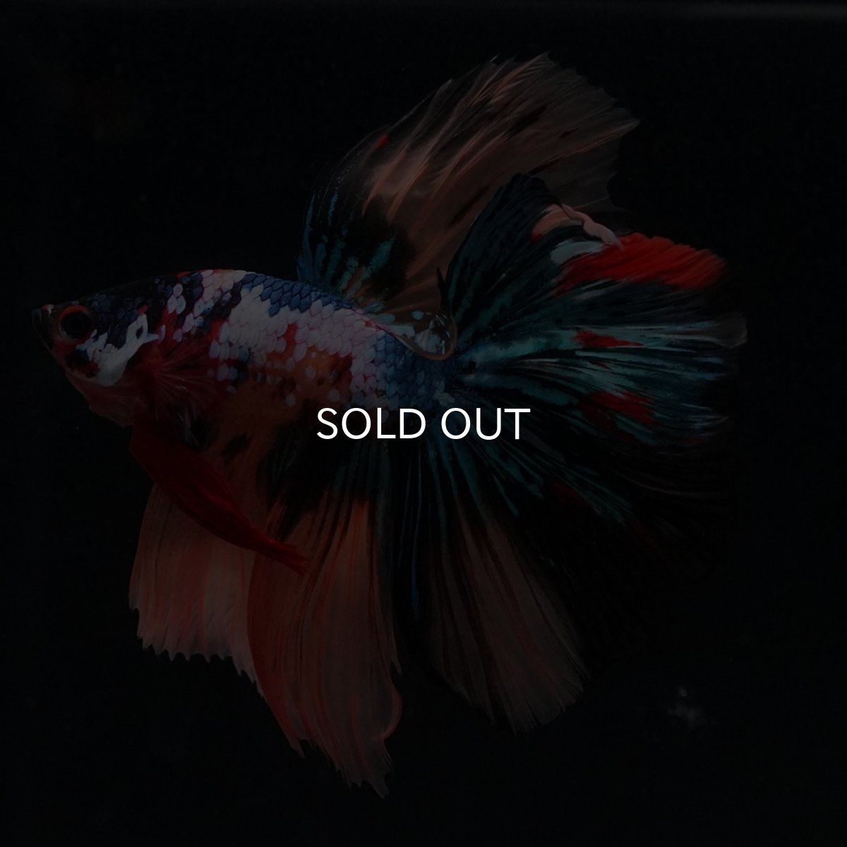 画像13: HM　キャンディギャラクシー (13)