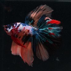 画像13: HM　キャンディギャラクシー (13)