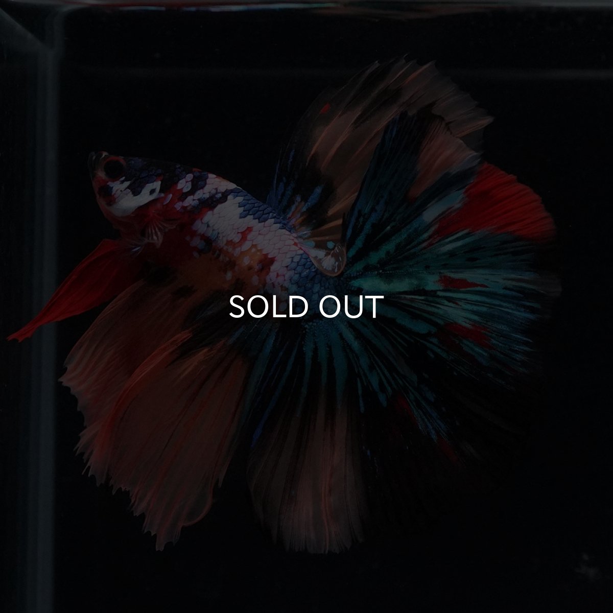 画像1: HM　キャンディギャラクシー (1)