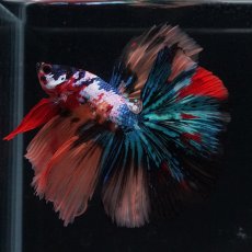 画像1: HM　キャンディギャラクシー (1)