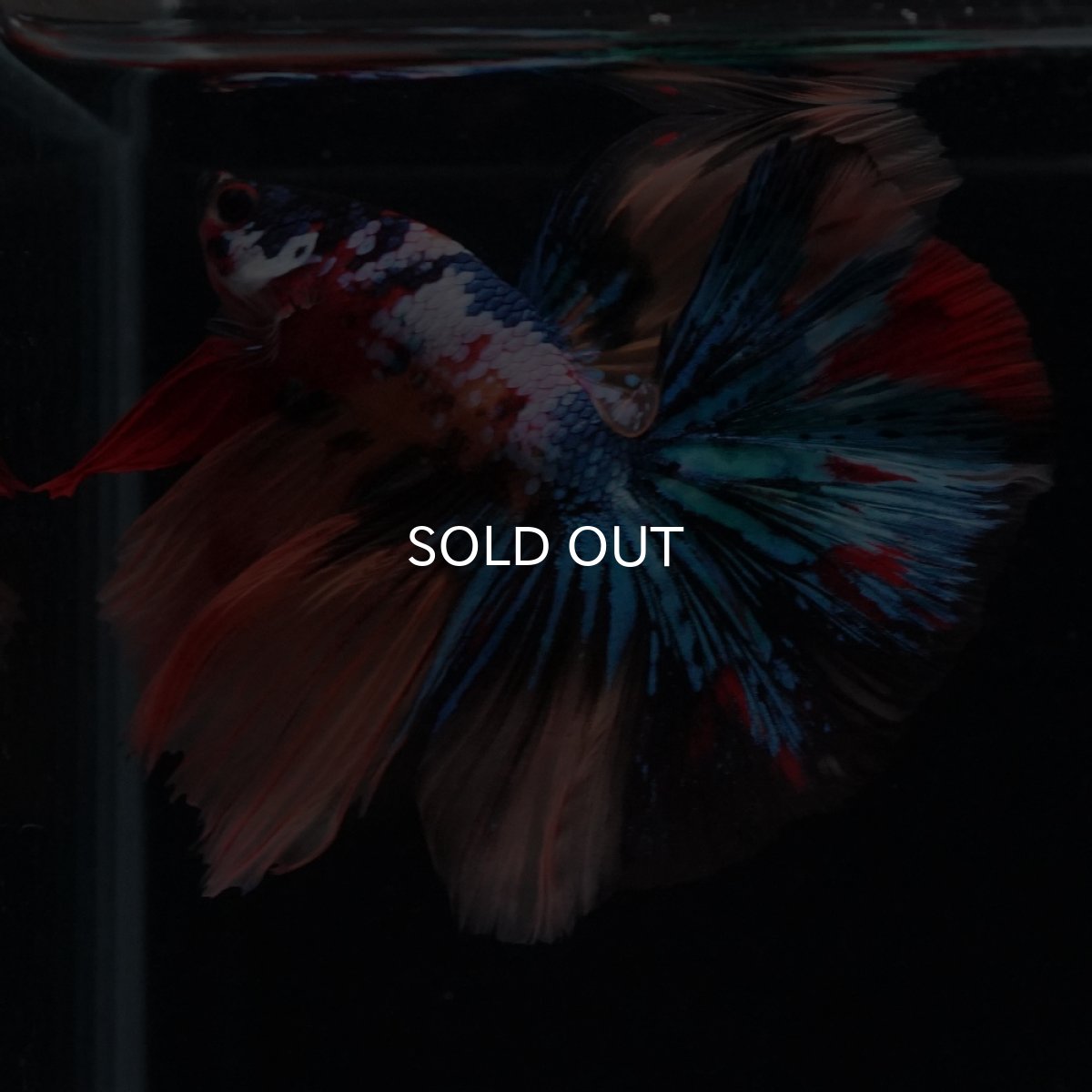 画像12: HM　キャンディギャラクシー (12)