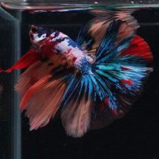 画像12: HM　キャンディギャラクシー (12)