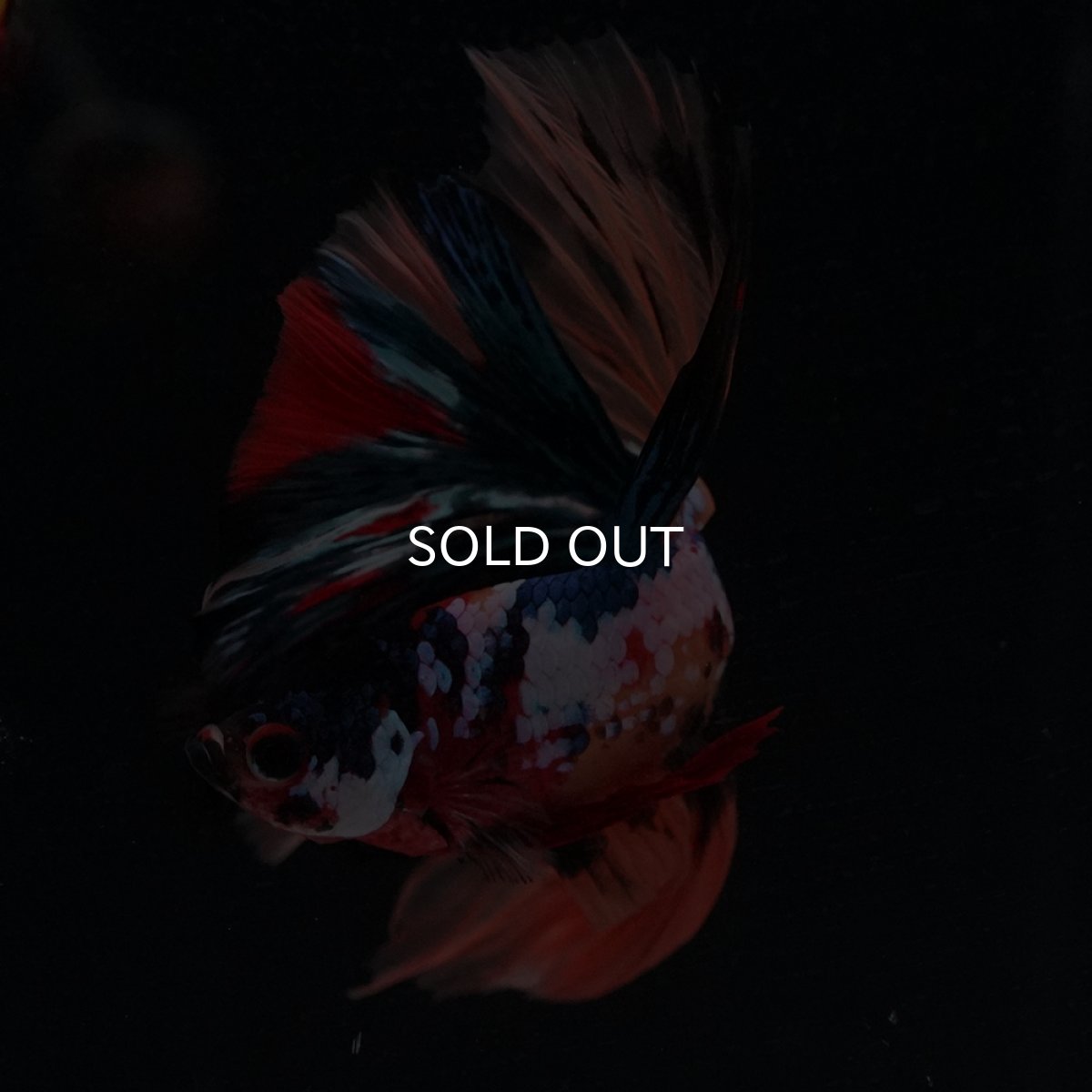 画像11: HM　キャンディギャラクシー (11)