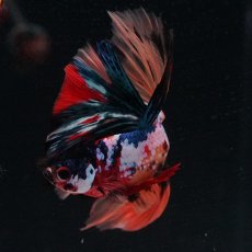 画像11: HM　キャンディギャラクシー (11)