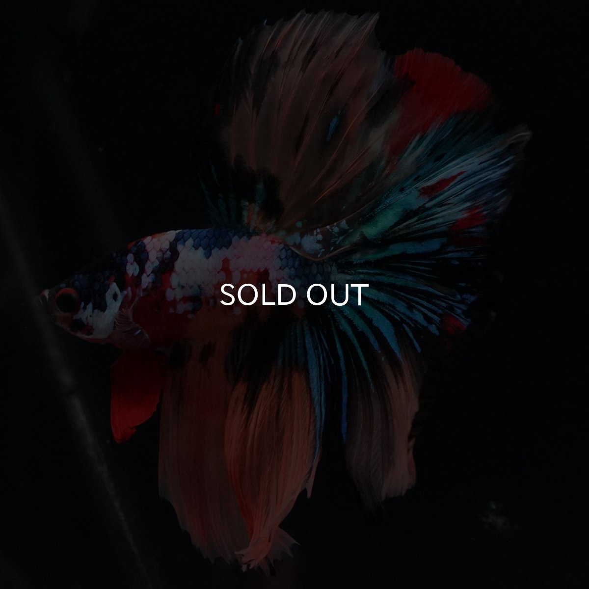 画像10: HM　キャンディギャラクシー (10)