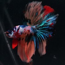 画像10: HM　キャンディギャラクシー (10)