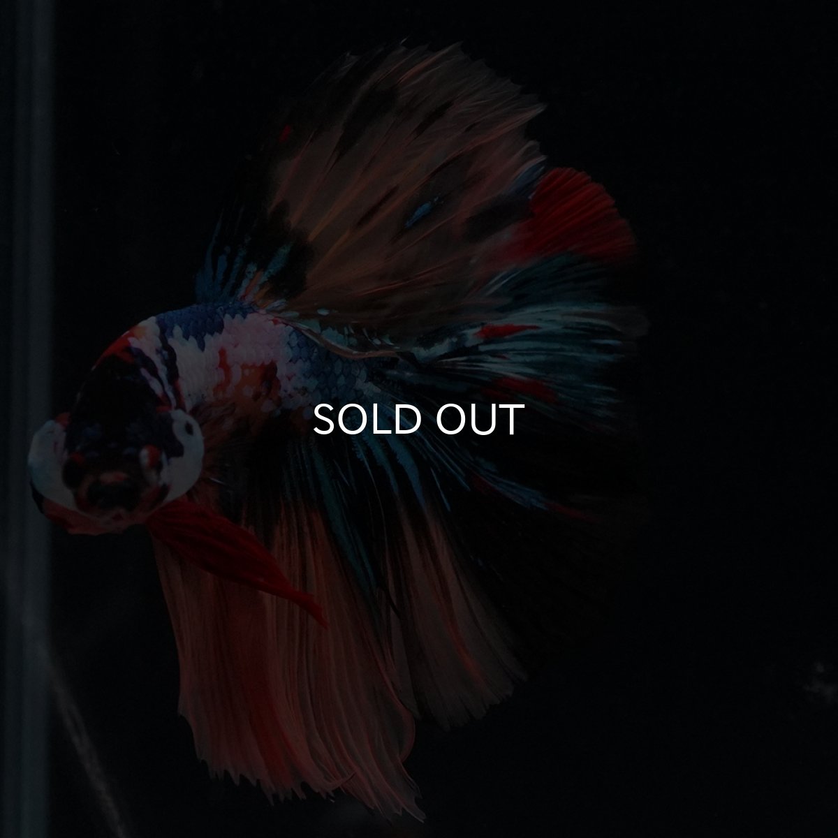 画像9: HM　キャンディギャラクシー (9)