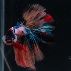 画像9: HM　キャンディギャラクシー (9)