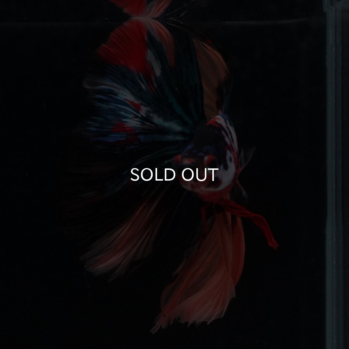 画像8: HM　キャンディギャラクシー (8)