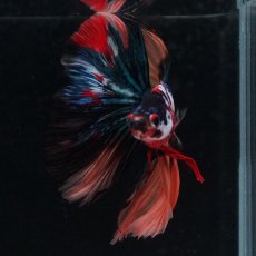 画像8: HM　キャンディギャラクシー (8)