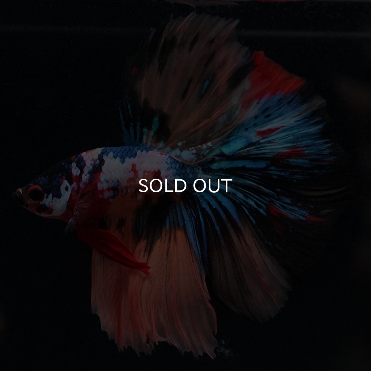 画像7: HM　キャンディギャラクシー (7)