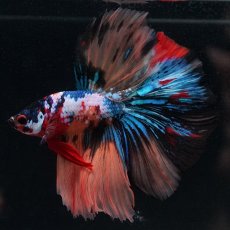 画像7: HM　キャンディギャラクシー (7)