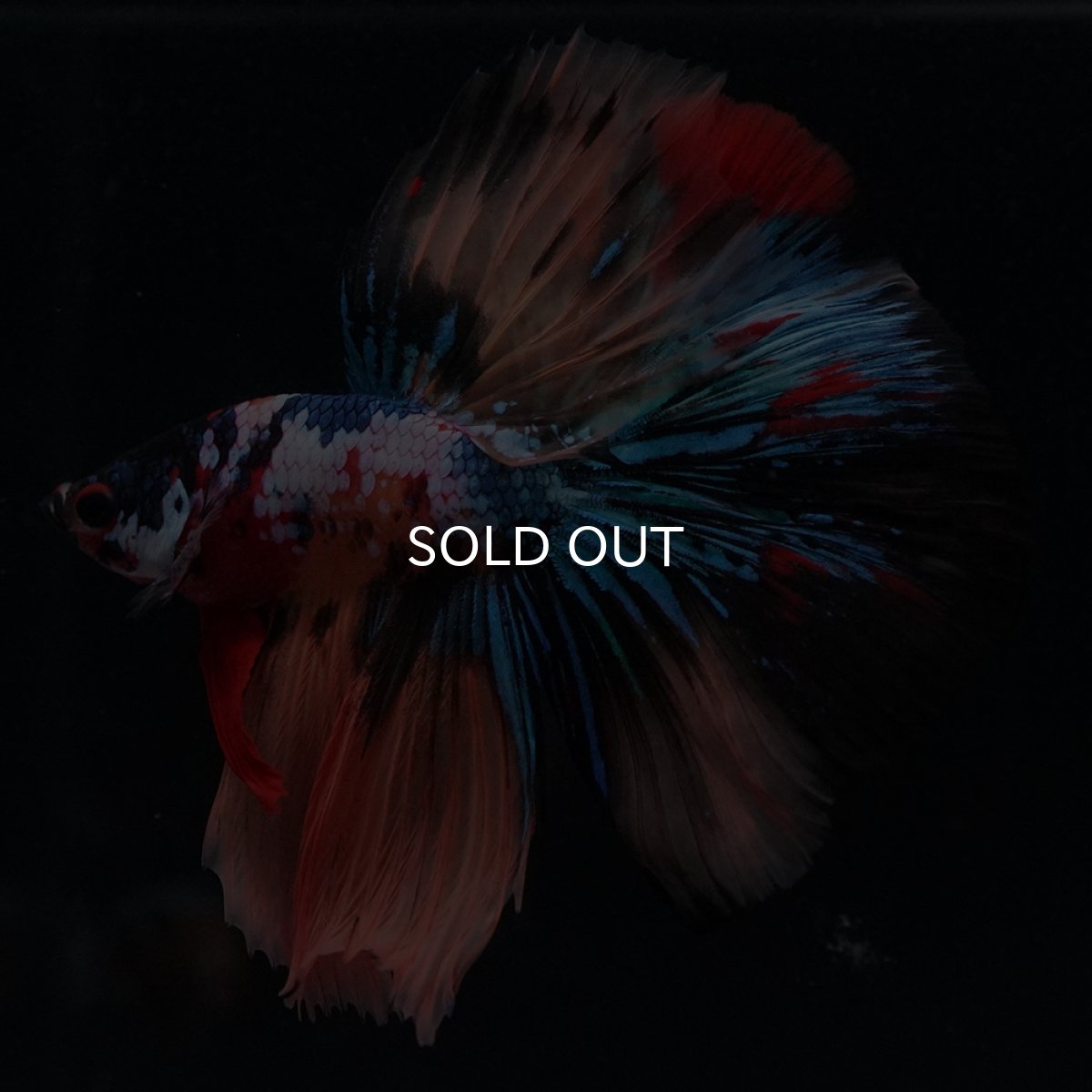 画像6: HM　キャンディギャラクシー (6)