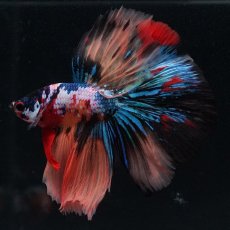 画像6: HM　キャンディギャラクシー (6)