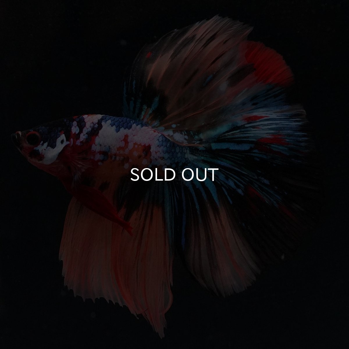 画像5: HM　キャンディギャラクシー (5)