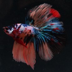 画像5: HM　キャンディギャラクシー (5)