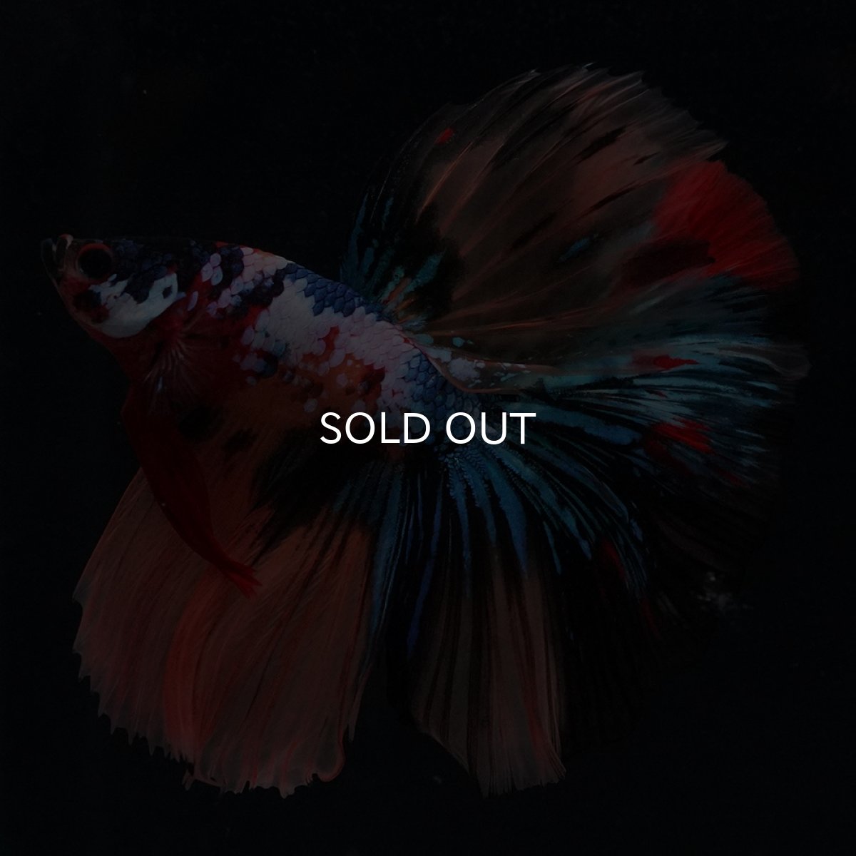 画像3: HM　キャンディギャラクシー (3)