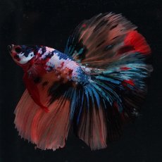 画像3: HM　キャンディギャラクシー (3)