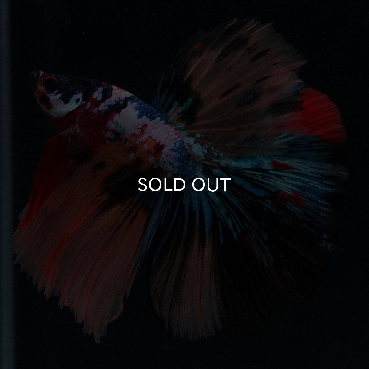 画像4: HM　キャンディギャラクシー (4)