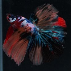 画像4: HM　キャンディギャラクシー (4)