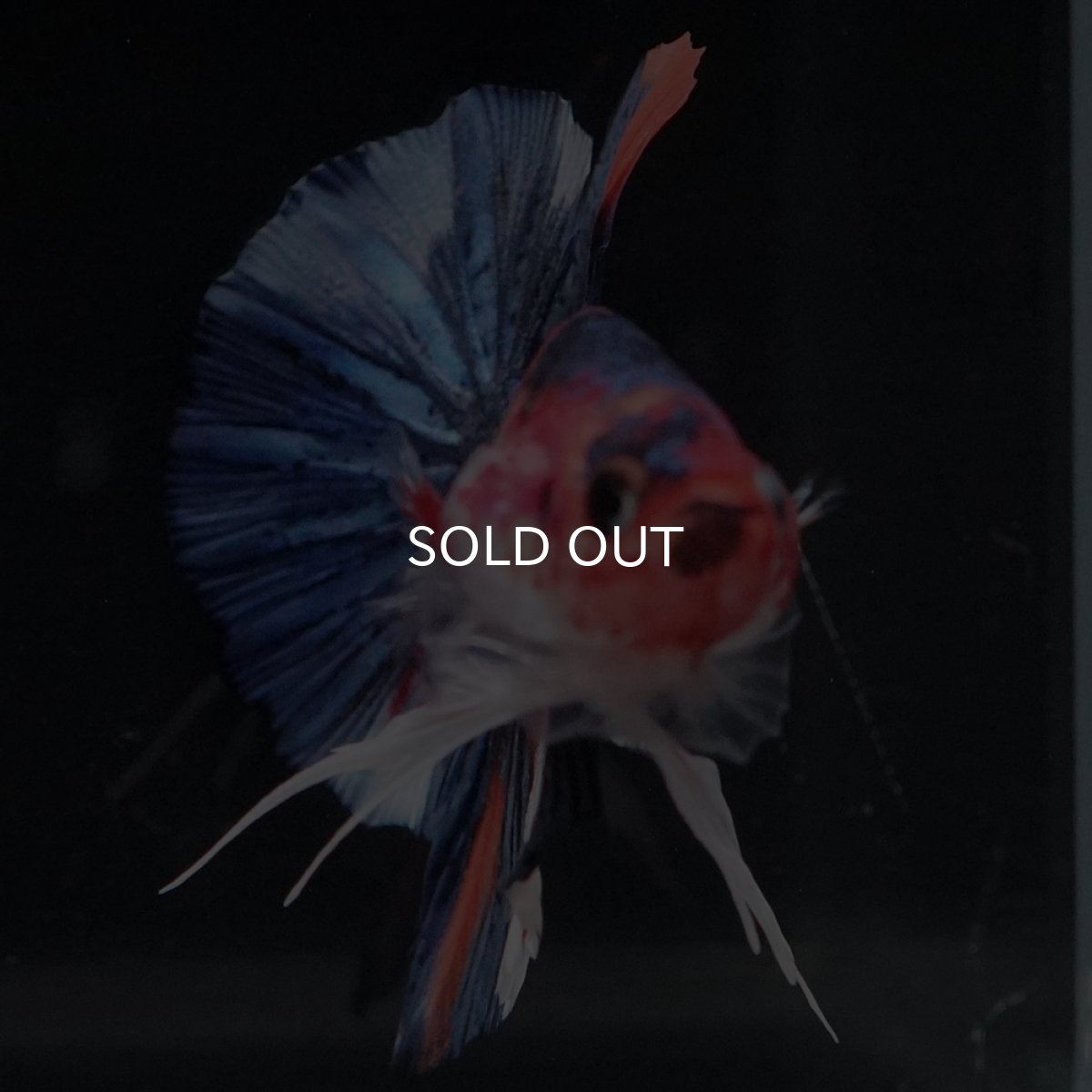 画像15: HMPK　キャンディ (15)