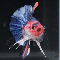 画像15: HMPK　キャンディ (15)