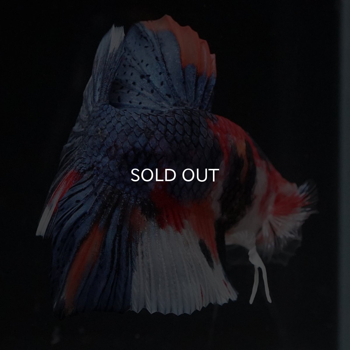 画像14: HMPK　キャンディ (14)