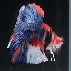 画像14: HMPK　キャンディ (14)