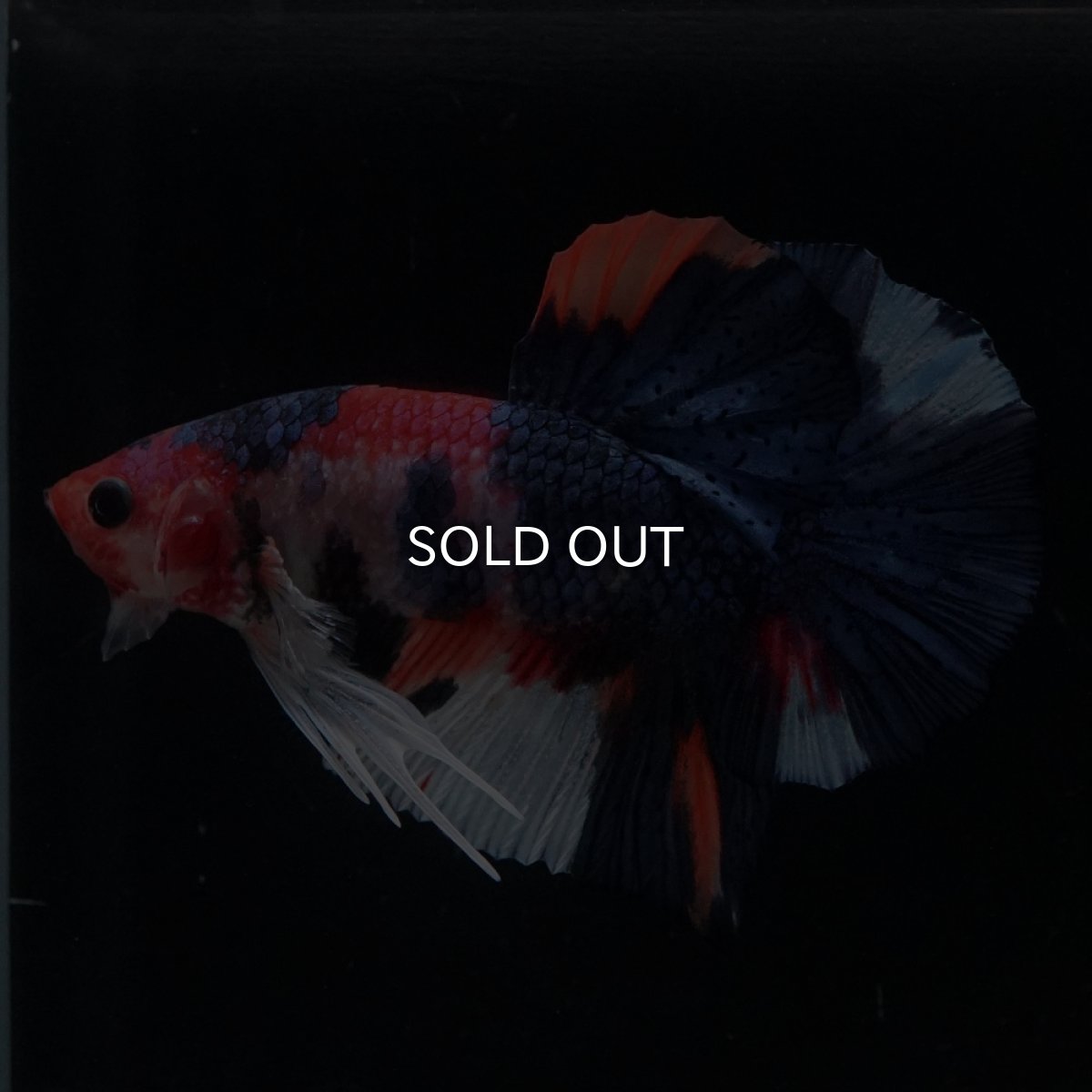 画像13: HMPK　キャンディ (13)