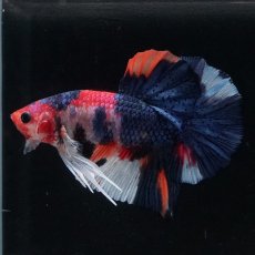 画像13: HMPK　キャンディ (13)