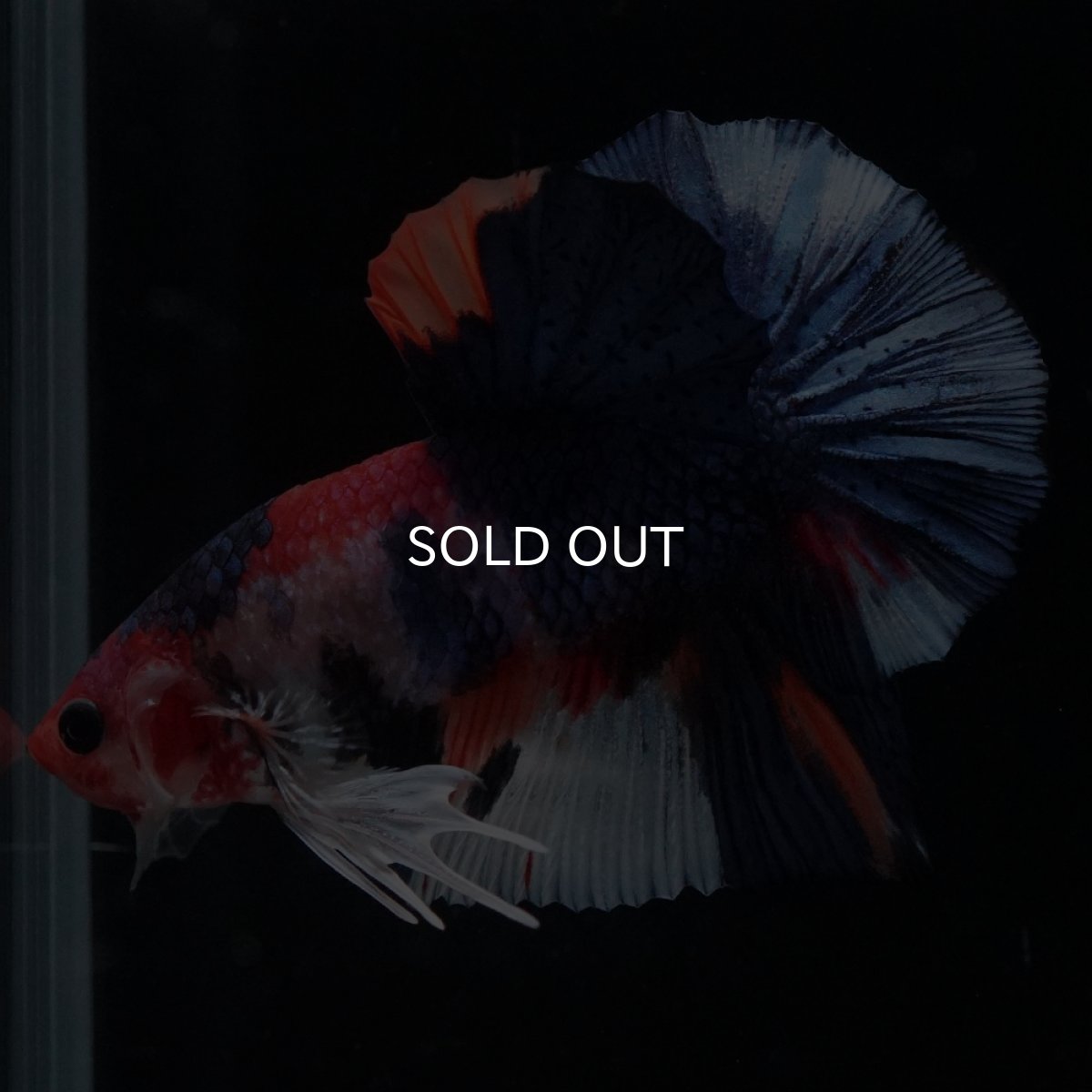 画像12: HMPK　キャンディ (12)