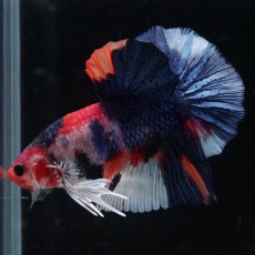 画像12: HMPK　キャンディ (12)