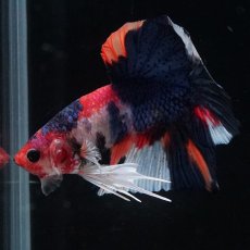 画像11: HMPK　キャンディ (11)