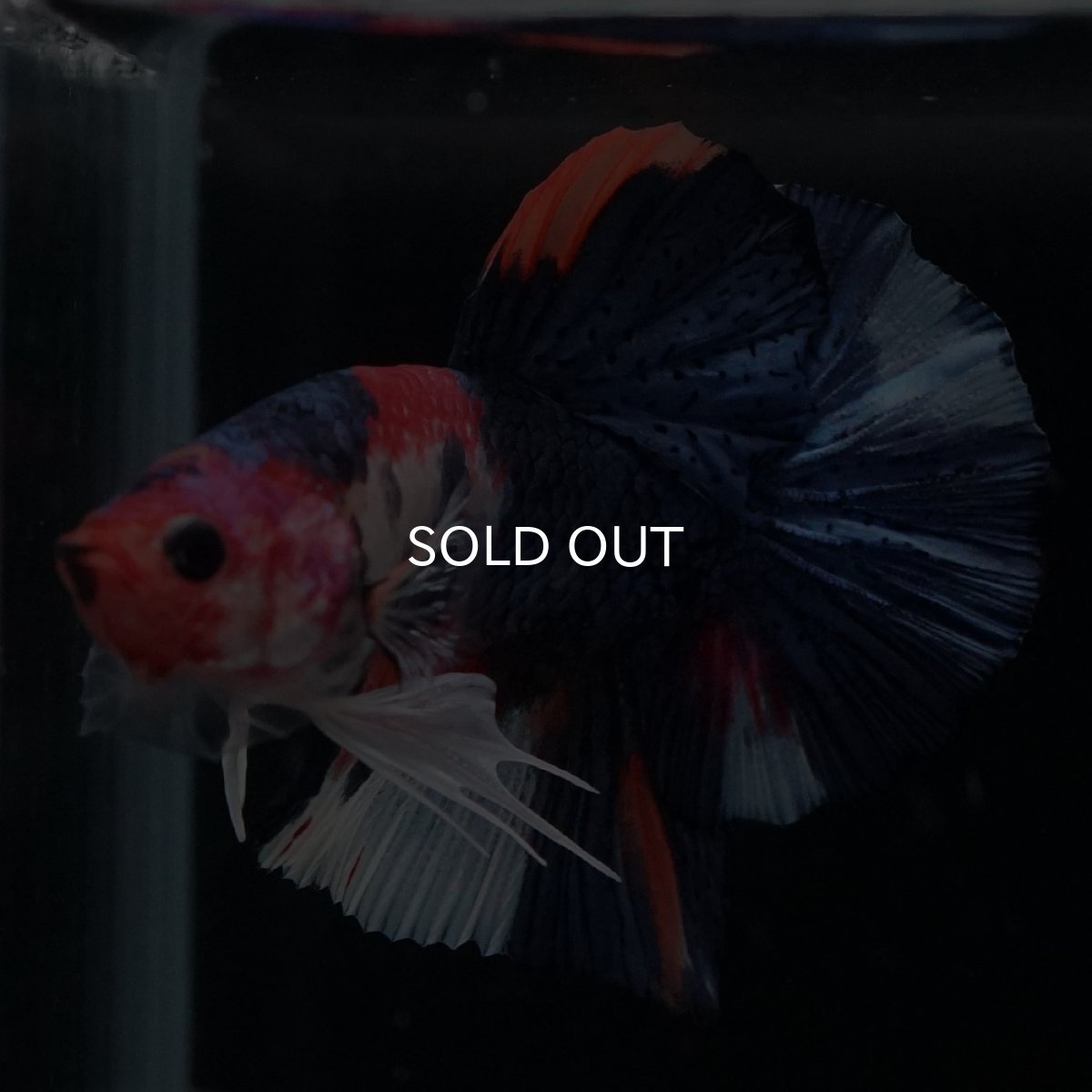 画像10: HMPK　キャンディ (10)