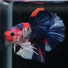 画像10: HMPK　キャンディ (10)