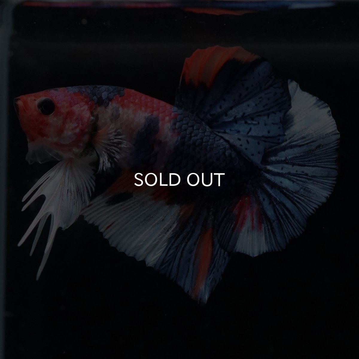 画像1: HMPK　キャンディ (1)