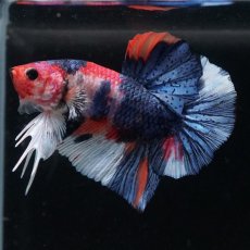 画像1: HMPK　キャンディ (1)