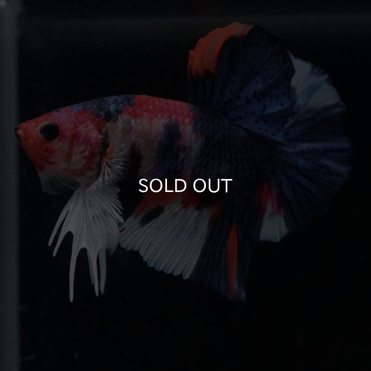 画像9: HMPK　キャンディ (9)