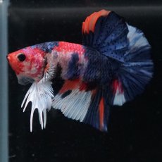 画像9: HMPK　キャンディ (9)