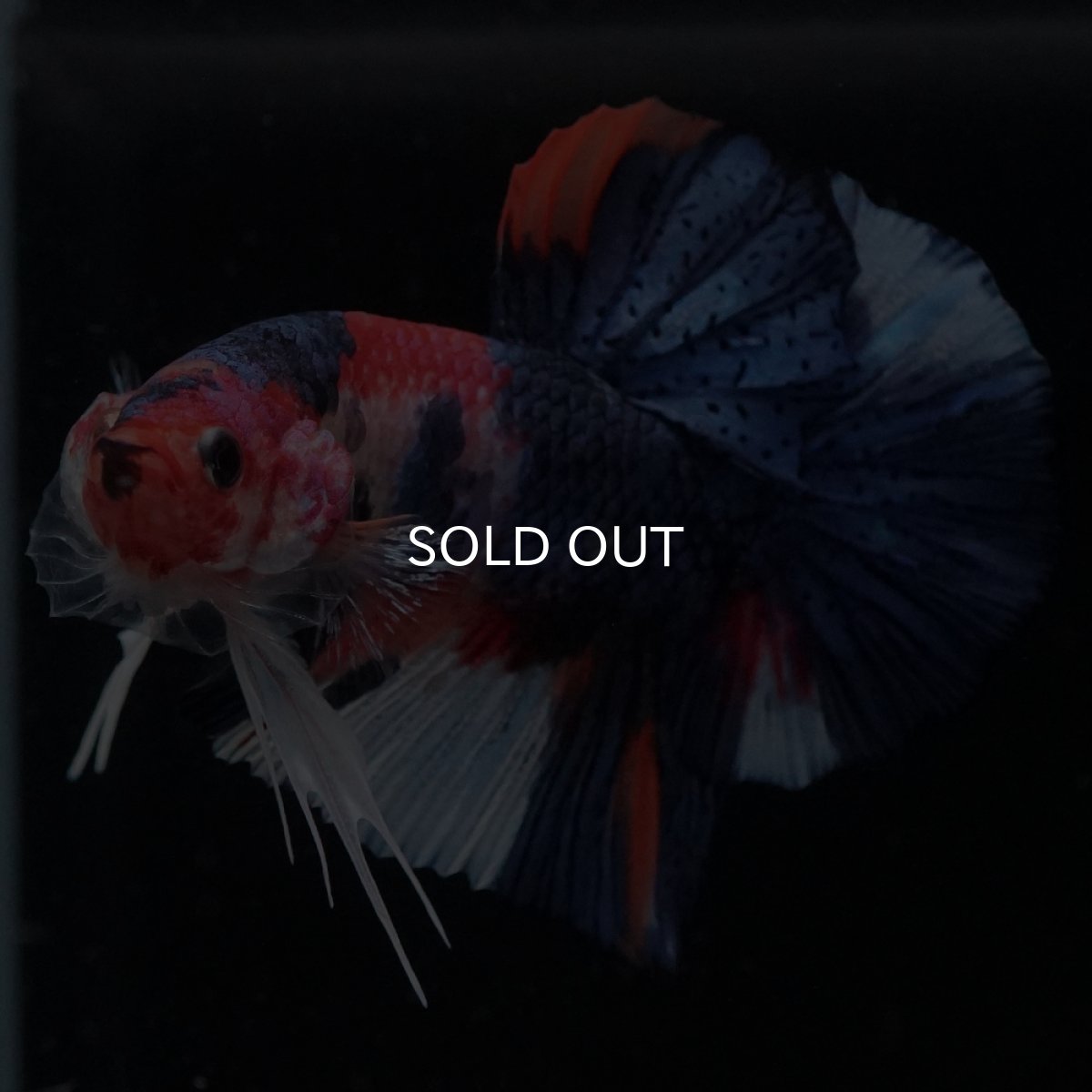 画像2: HMPK　キャンディ (2)