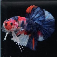 画像2: HMPK　キャンディ (2)