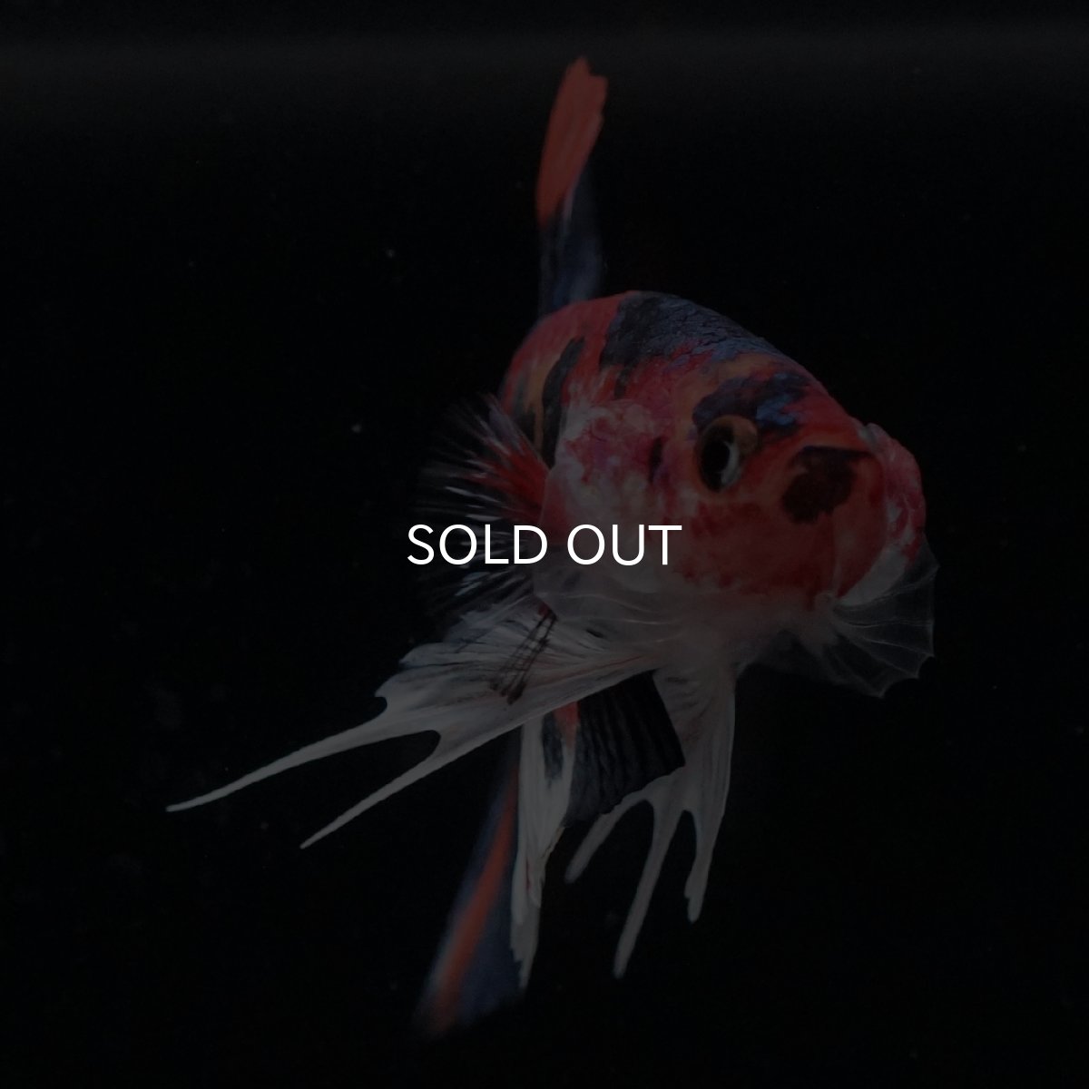 画像8: HMPK　キャンディ (8)