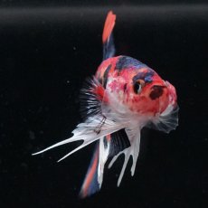 画像8: HMPK　キャンディ (8)