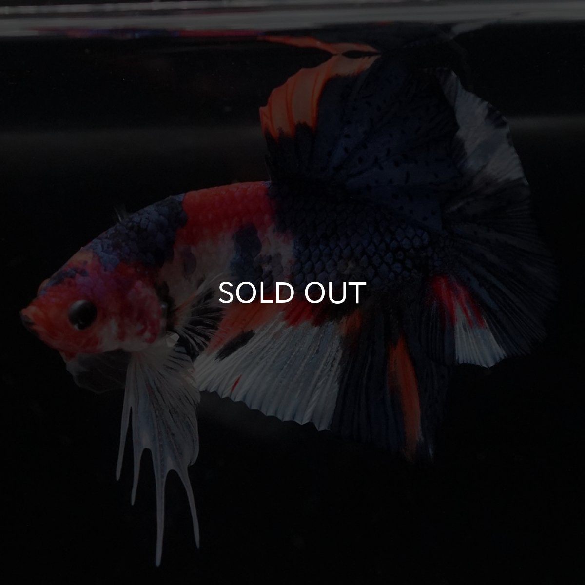 画像7: HMPK　キャンディ (7)