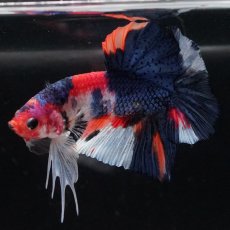 画像7: HMPK　キャンディ (7)