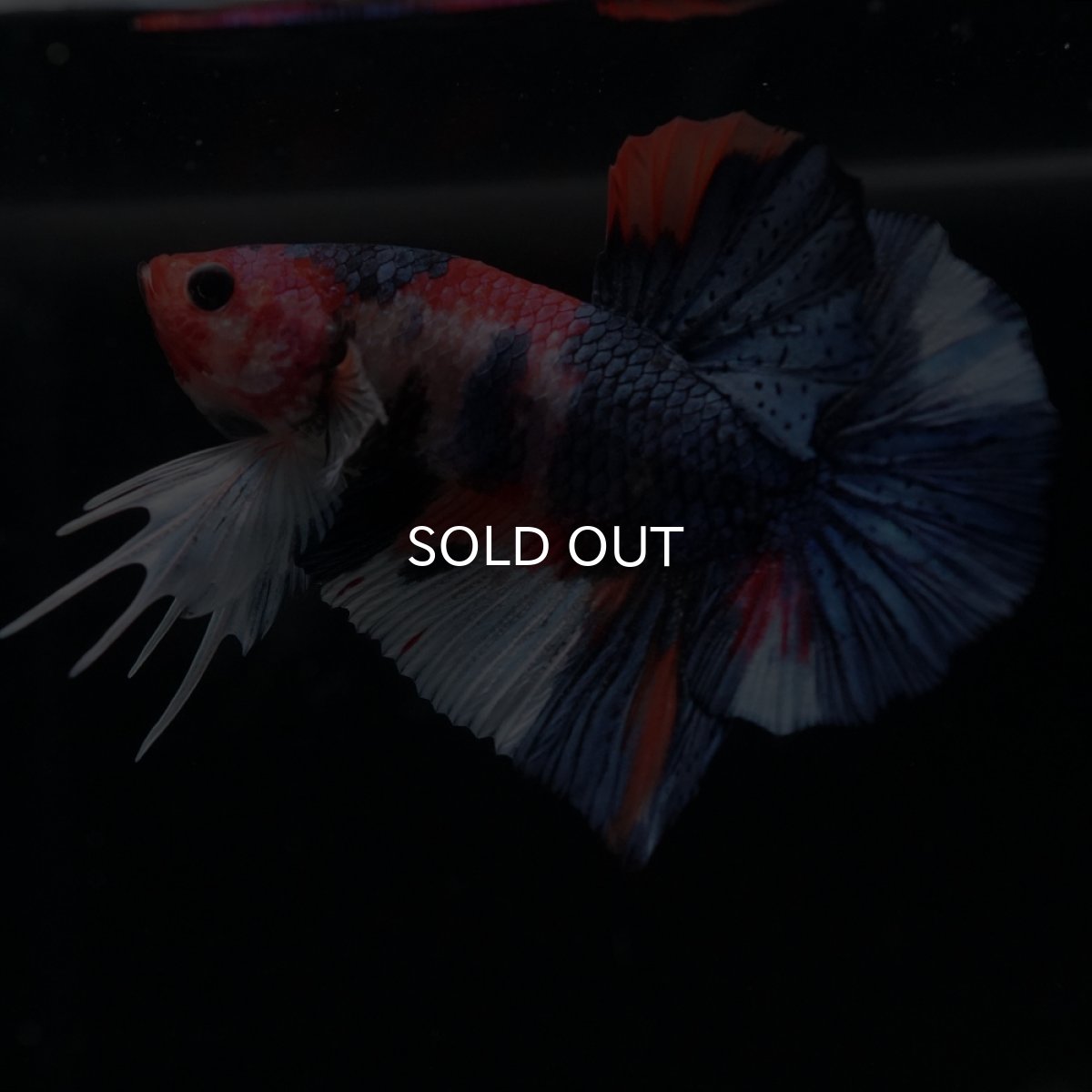 画像6: HMPK　キャンディ (6)