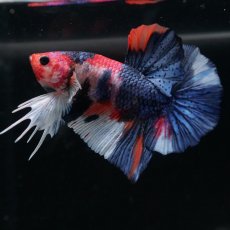 画像6: HMPK　キャンディ (6)