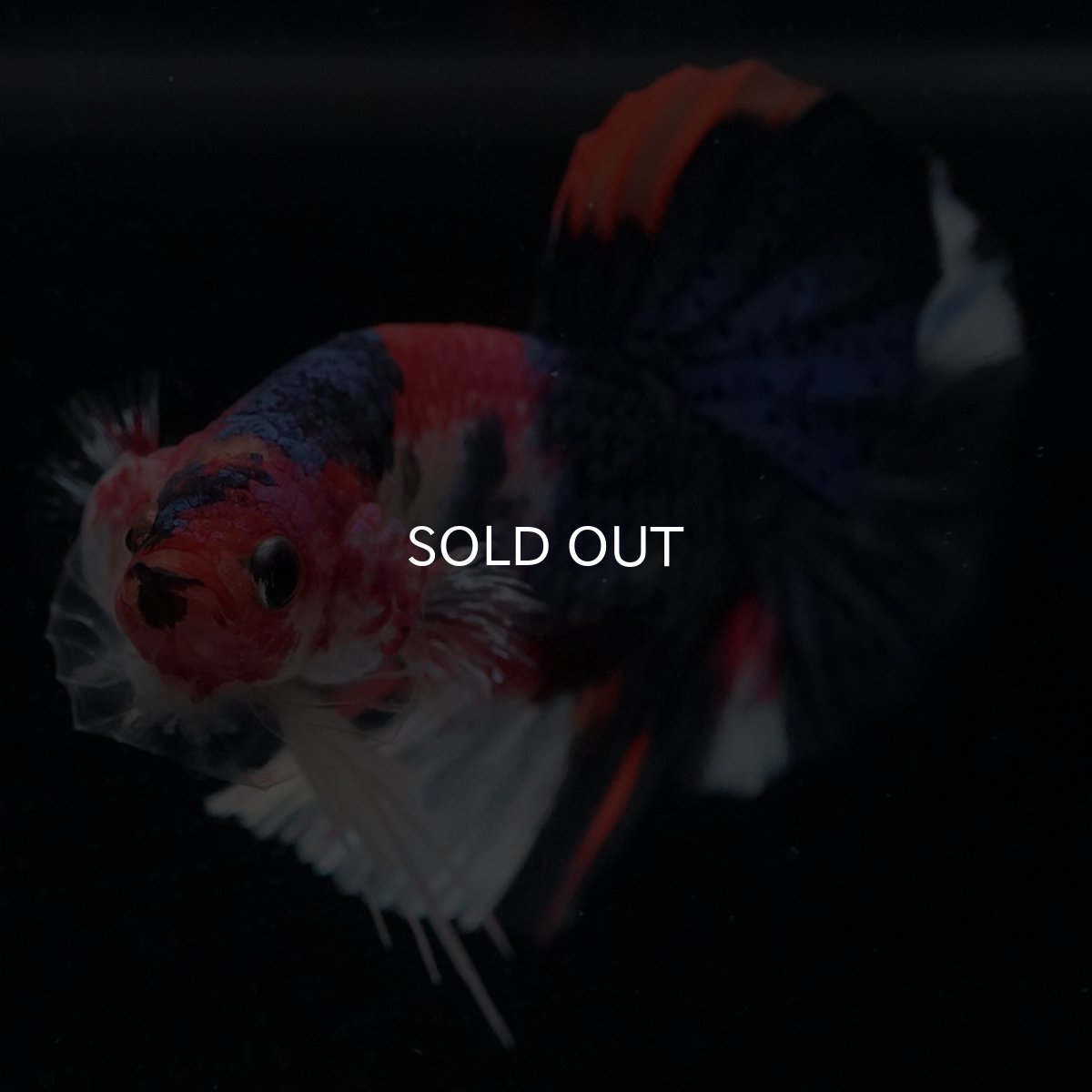 画像5: HMPK　キャンディ (5)